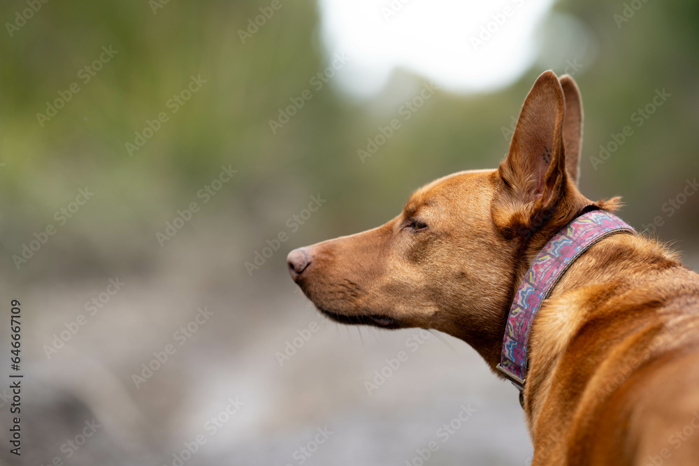 working kelpie dog sitting in grass on a farm in Australia working kelpie dog sitting in grass on a farm in Australia
