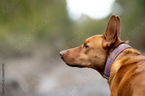 working kelpie dog sitting in grass on a farm in Australia