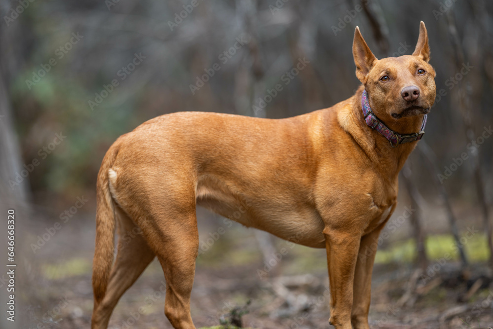 portrait of a kelpie dog working