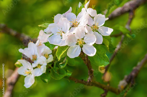 White apple blossoms in spring close-up. Fruit tree branch in bloom on green background