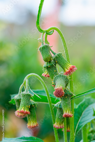 Botanical blossom Gynura crepidioides showcases beauty in nature, with no people