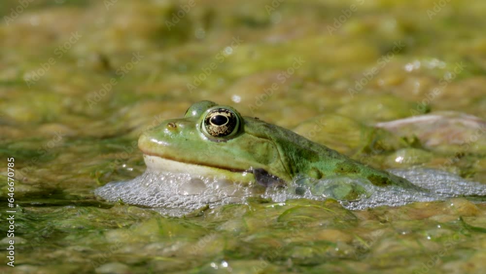 Macro shot of green frog in swamp surrounding by foamy saliva during sunny day Macro shot of green frog in swamp surrounding by foamy saliva during sunny day