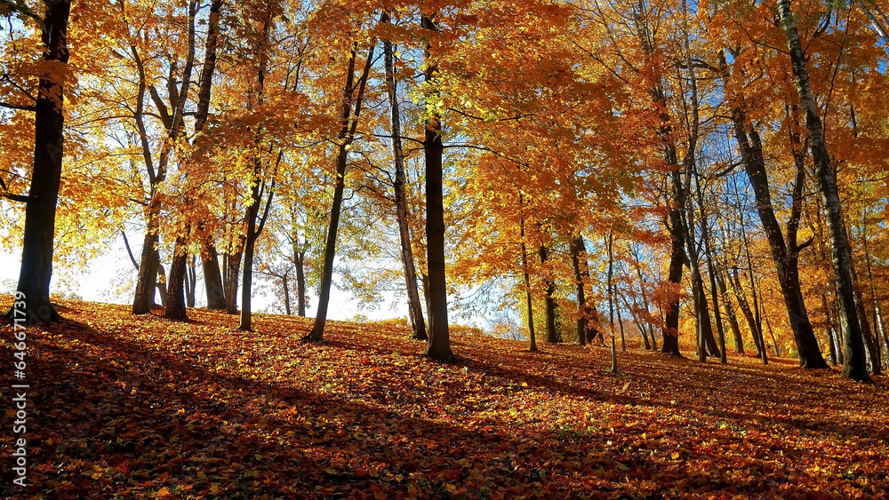 Autumn scene fall Trees background and leaves in sun light scene