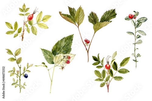 watercolor drawing wild berries, prickly wild rose, raspberry, blueberries, lingonberries plants, isolated at white background, natural element, hand drawn botanical illustration