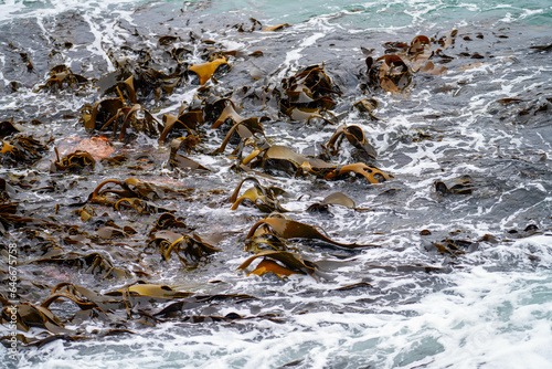 Bull kelp seaweed growing on rocks. Edible sea weed ready to harvest in the ocean on australia