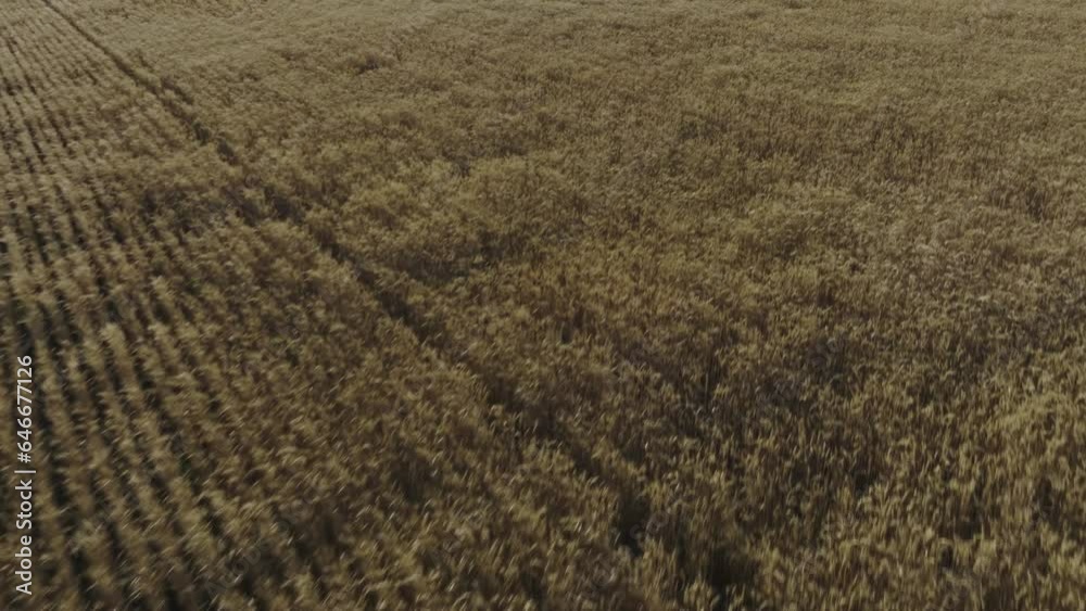 View of boundless golden wheat fields in countryside. Field planted with grain crops for production of bakery products under setting sun View of boundless golden wheat fields in countryside. Field planted with grain crops for production of bakery products under setting sun