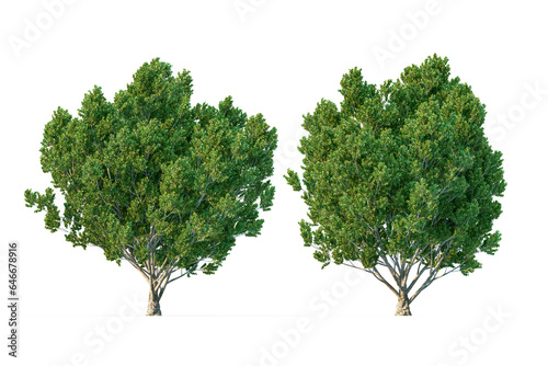 Isolated single tree. Tree isolated on transparent background via an alpha channel. High resolution for professional digital composition. Big tree large image is easy to use.3D rendering.