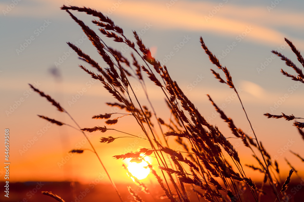 Grass at sunset Grass at sunset