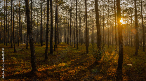 The sun rises over the pine forest of Da Lat