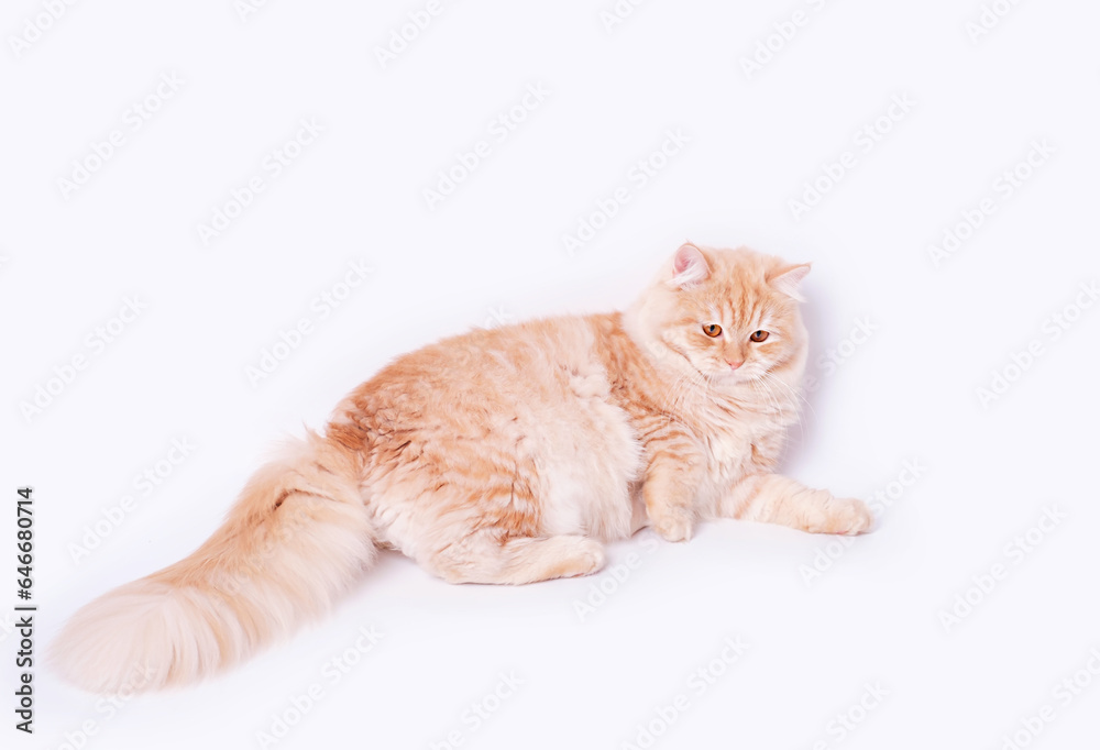 Fluffy striped ginger cat lies on white background, side view. Fluffy striped ginger cat lies on white background, side view.