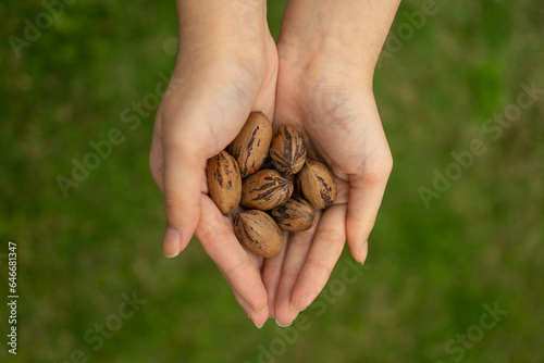 Fotografie Las manos de una mujer sosteniendo unas nueces sin pelar