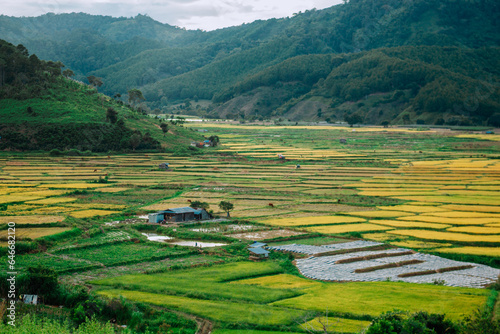 Ripe rice fields in Don Duong, Lam Dong, Vietnam