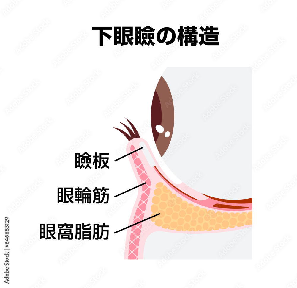 Vetor de 下眼瞼の構造 / 断面図ベクターイラスト do Stock | Adobe Stock