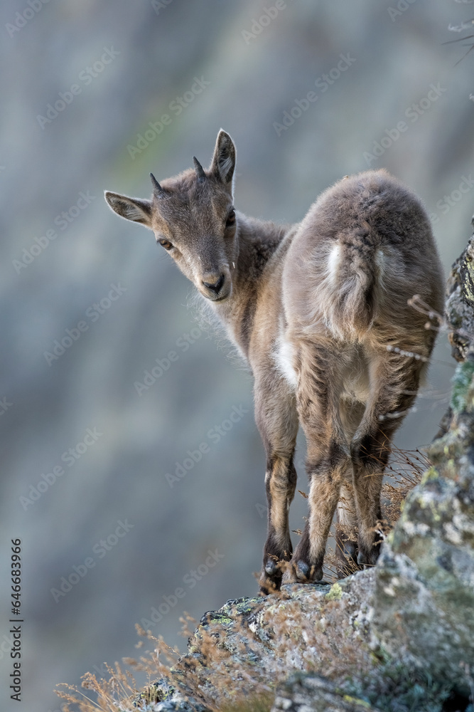 Cute newborn Alpine ibex (Capra ibex) walking on a cliff while looking in camera - Mountain animals in the wild, 3000 meters above sea level. Italian Alps. Animals cub. Cute newborn Alpine ibex (Capra ibex) walking on a cliff while looking in camera - Mountain animals in the wild, 3000 meters above sea level. Italian Alps. Animals cub.