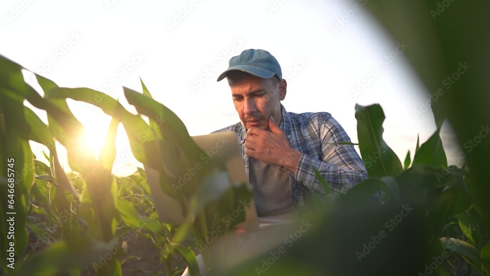 corn agriculture. farmer a working in corn field with laptop. agriculture maize business concept. farmer with laptop studying green corn sprouts. man scientist worker studying corn lifestyle sprouts