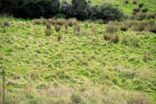 green grass growing in a farm © William