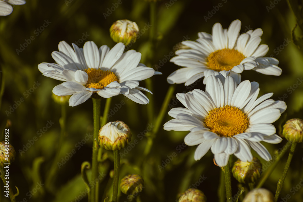 Fototapeta premium Wild daisy flowers in the countryside