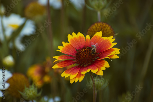 Vivid indian blanket  gaillardia pulchella  flower with a bee on it in the garden