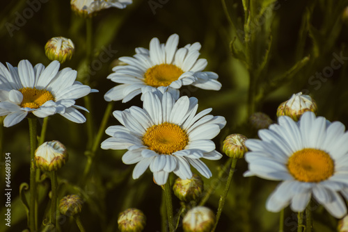 Wild daisy flowers in the countryside