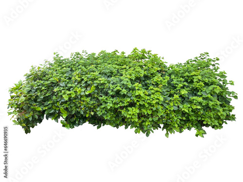 bunch of parsley cutout 