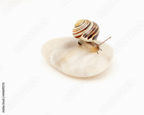 Snail on a pebble with a white background.