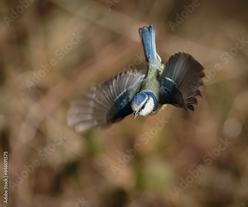 British Blue tit bird coming into land whilst looking for food.