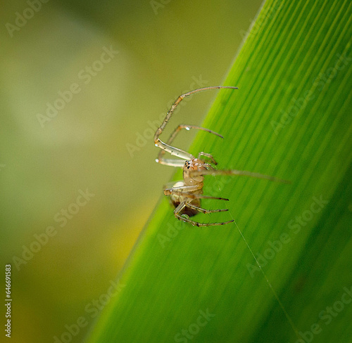 Spider on pond reed with a clear background.