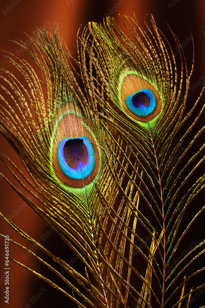 Obraz premium peacock feather on background of velvet