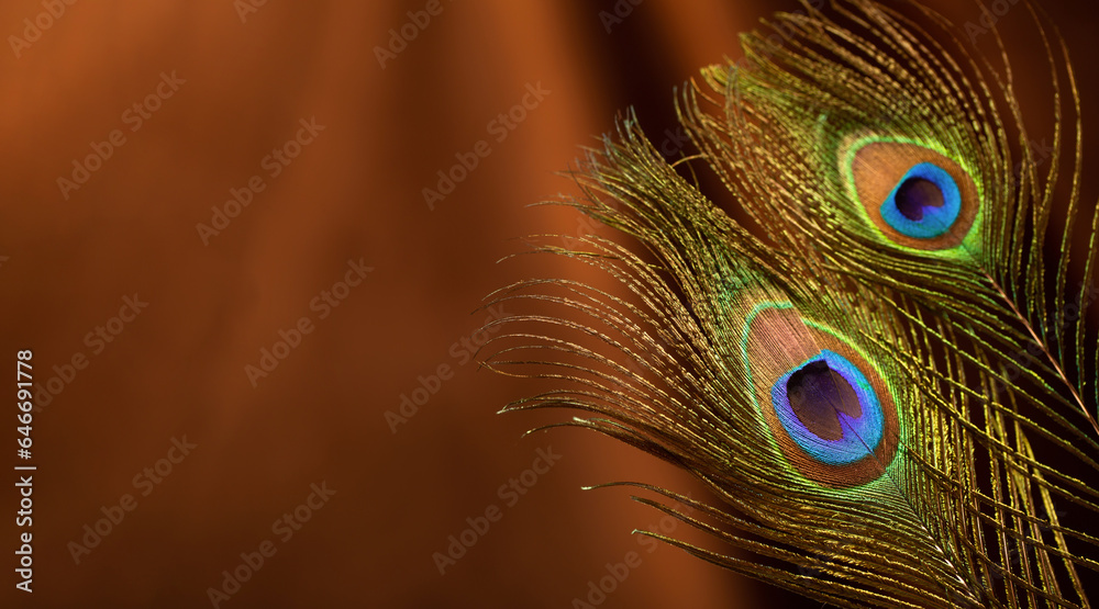 Obraz premium peacock feather on background of velvet