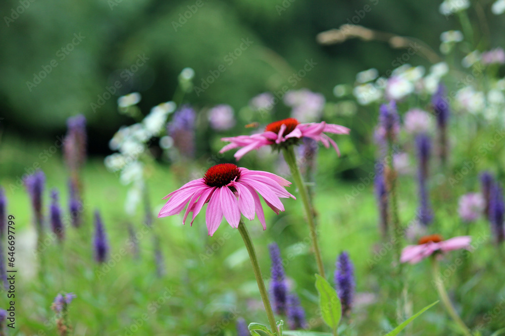 Fototapeta premium A beautiful blooming flower echinacea with bright colors