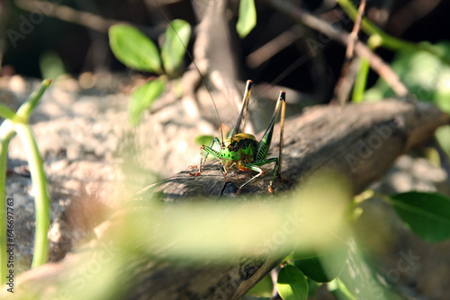 Beauftiful green grasshopper sitting on a branch photo