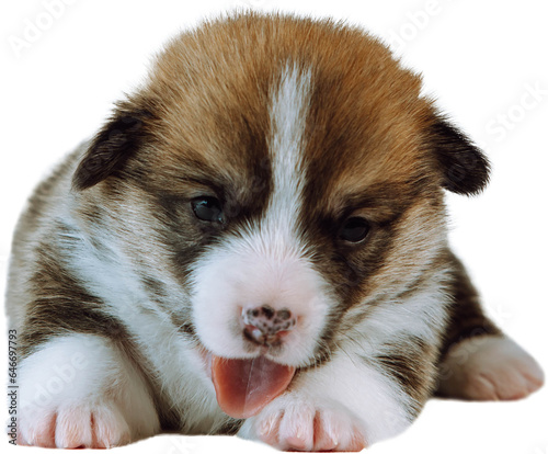 Portrait of beautiful brown white two-month-old puppy of dog welsh pembroke corgi lying on white background  showing tongue  licking paw. Pet love  pet care  domestic animal  dog breeding. Isolated.
