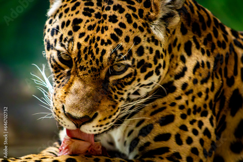 close up of leopard © Rasto