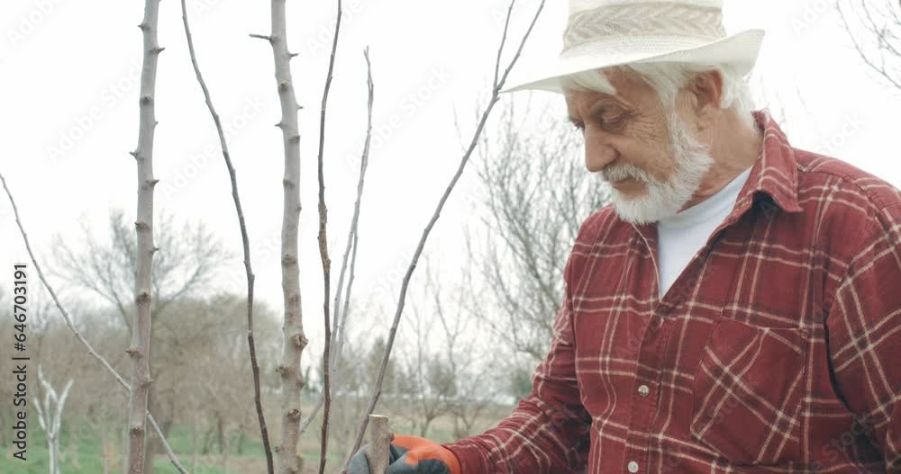 Tree Beating Method Front view of gardener grafting tree in orchard in spring. Male wearing ...
