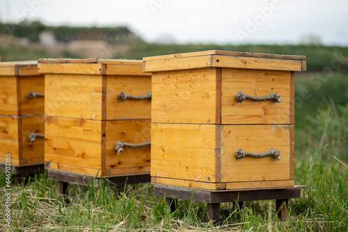 Wooden houses for bees on a bee farm, a beehive in an apiary.