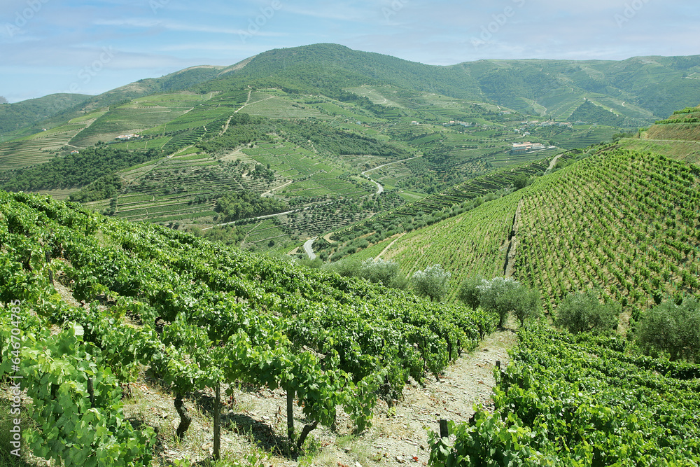 Douro vineyard