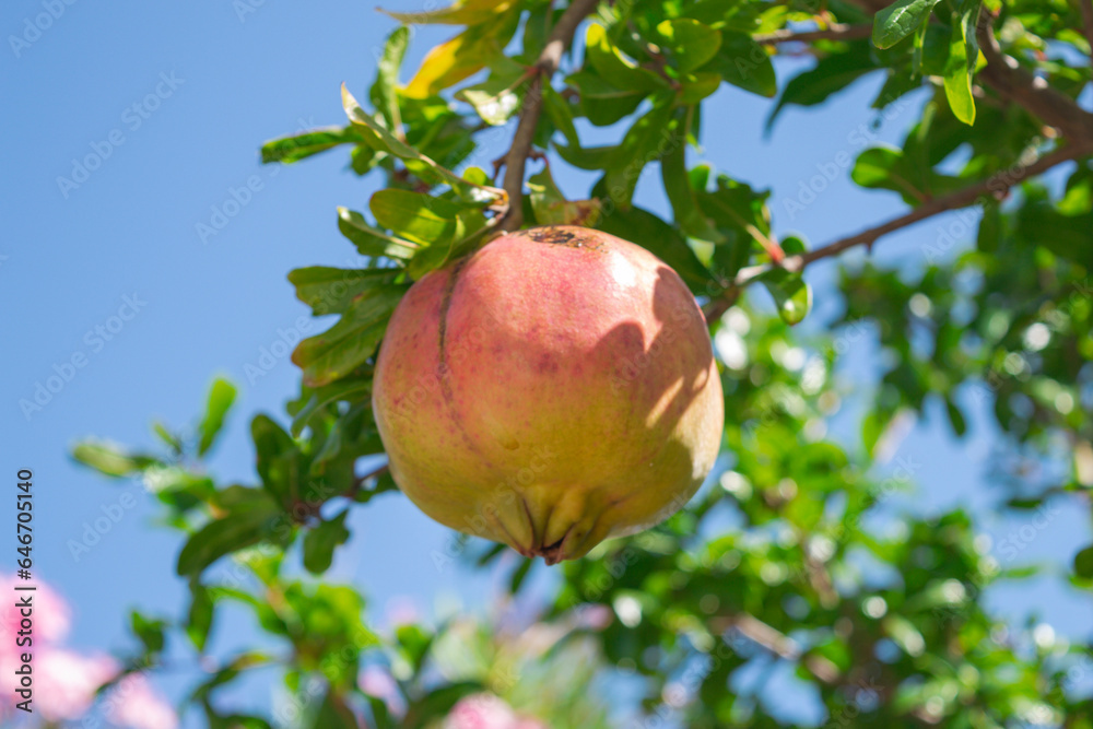 Pomegranate fruit (lat. Punica granatum) ripens in the sun in Dalmatia, Croatia Pomegranate fruit (lat. Punica granatum) ripens in the sun in Dalmatia, Croatia