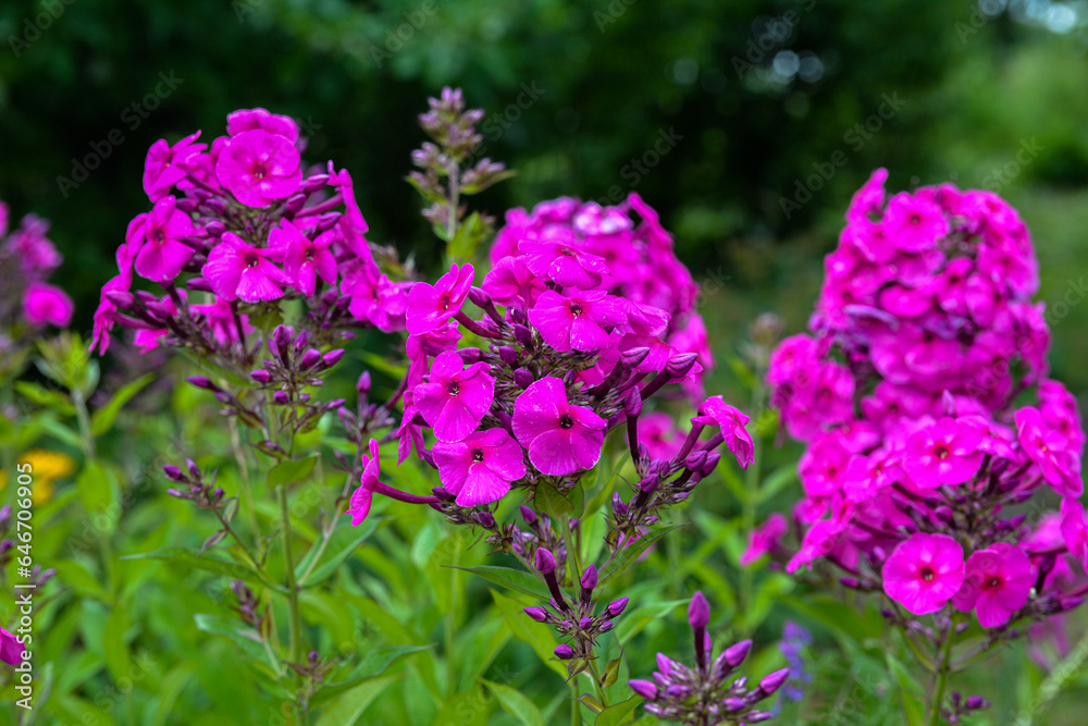 Garden purple phlox (Phlox paniculata), vivid summer flowers Garden purple phlox (Phlox paniculata), vivid summer flowers