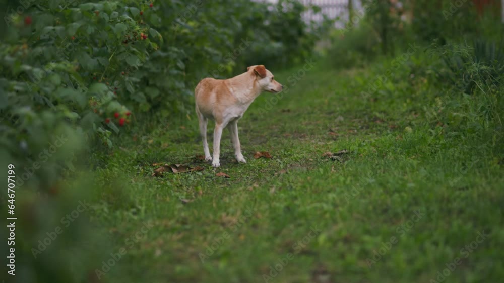 yellow dog on a background of green grass yellow dog on a background of green grass