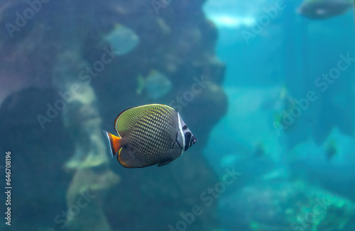 Redtail butterflyfish swimming in deep ocean, selective focus photo