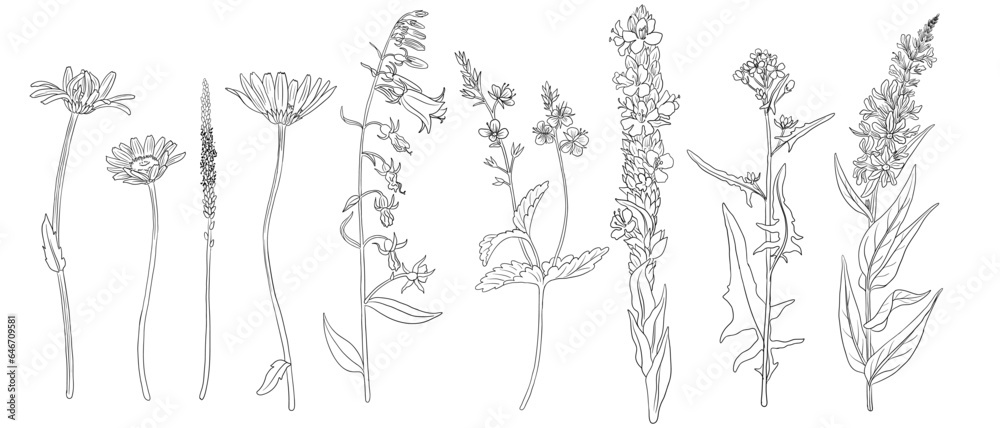 set of field flowers, vector drawing wild plants at white background, monochrome line floral elements, hand drawn botanical illustration - obrazy, fototapety, plakaty 