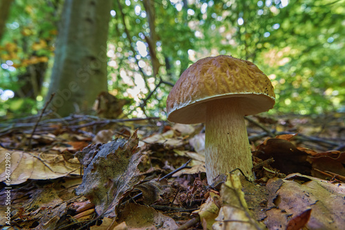 Boletus mushroom close-up in the summer forest. Delicious and nutritious edible mushroom in natural environment