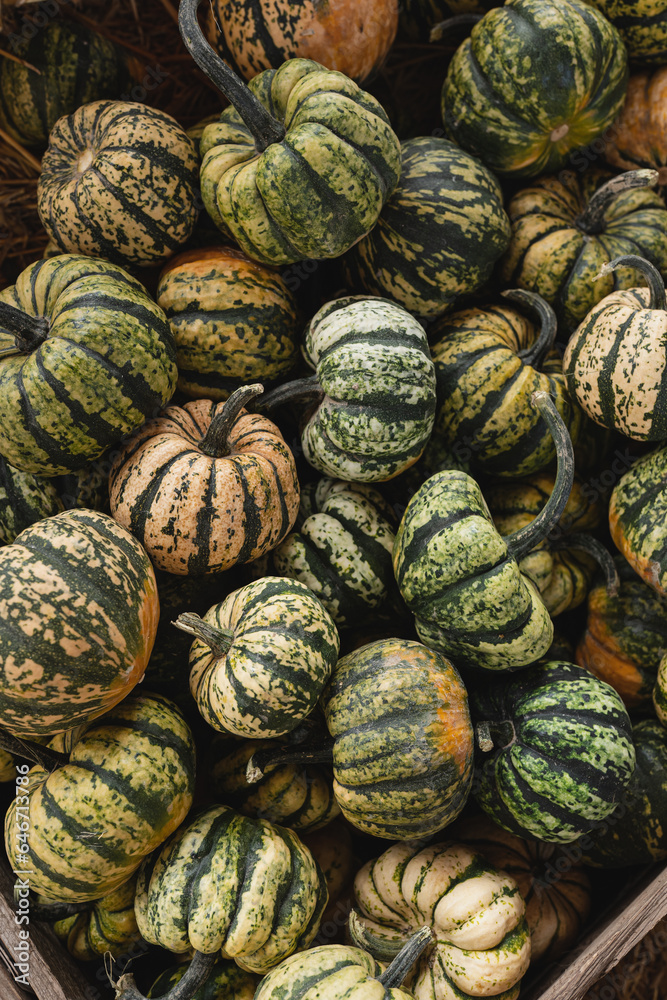 Lots of colourful striped pumpkins. Autumn fall seasonal pattern composition