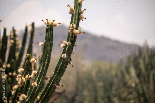 Organo de Pitaya fruta stenocereus photo