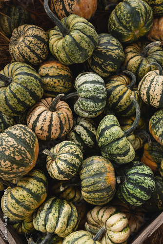 Lots of colourful striped pumpkins. Autumn fall seasonal pattern composition © Floral Deco