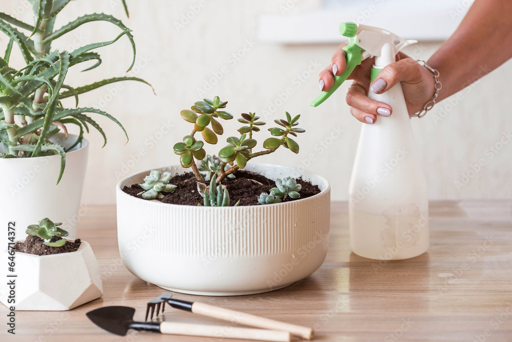 A woman transplants and sprays plants in flower pots. Housewife, takes care of houseplants at home, sprays succulents and cacti. Homemade flowers. A woman transplants and sprays plants in flower pots. Housewife, takes care of houseplants at home, sprays succulents and cacti. Homemade flowers.