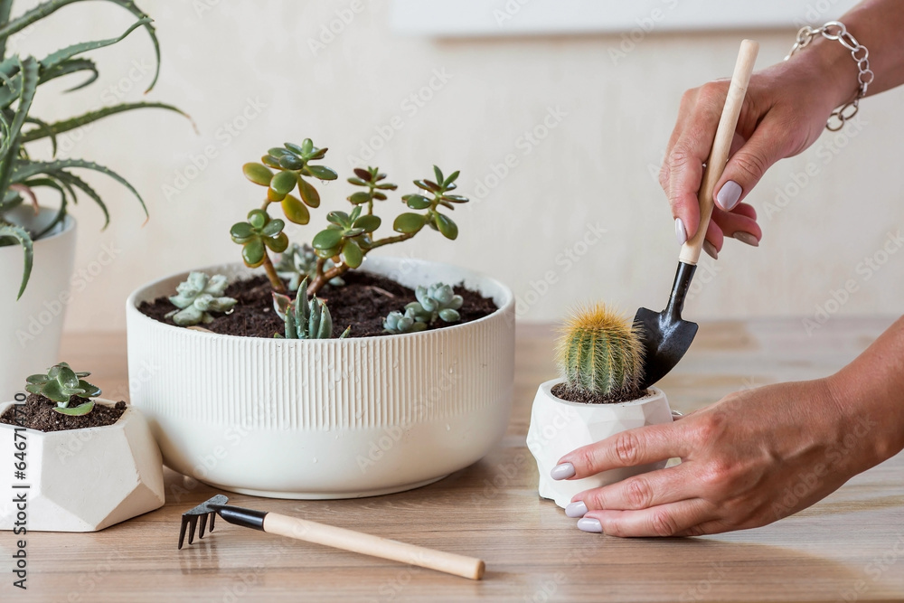 A woman transplants and sprays plants in flower pots. Housewife, takes care of houseplants at home, sprays succulents and cacti. Homemade flowers. A woman transplants and sprays plants in flower pots. Housewife, takes care of houseplants at home, sprays succulents and cacti. Homemade flowers.