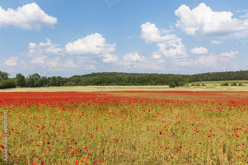 Rural landscape with poppy field in Lower Saxony