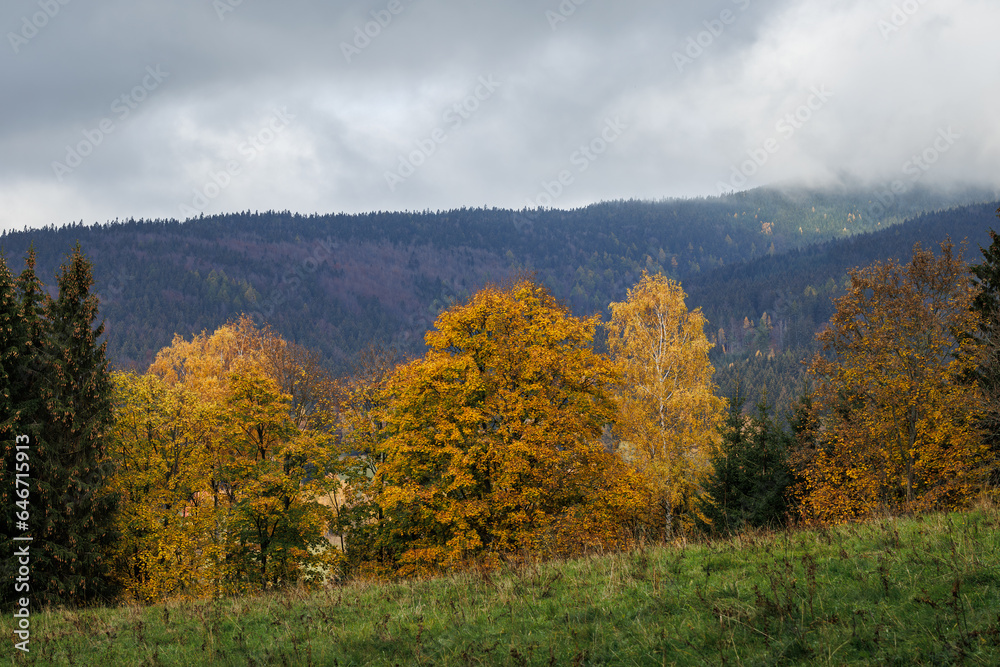 Autumn forest. Colorful leaves of trees in mountains. Weather in fall season