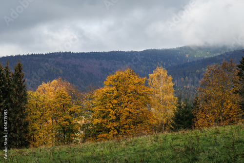 Autumn forest. Colorful leaves of trees in mountains. Weather in fall season
